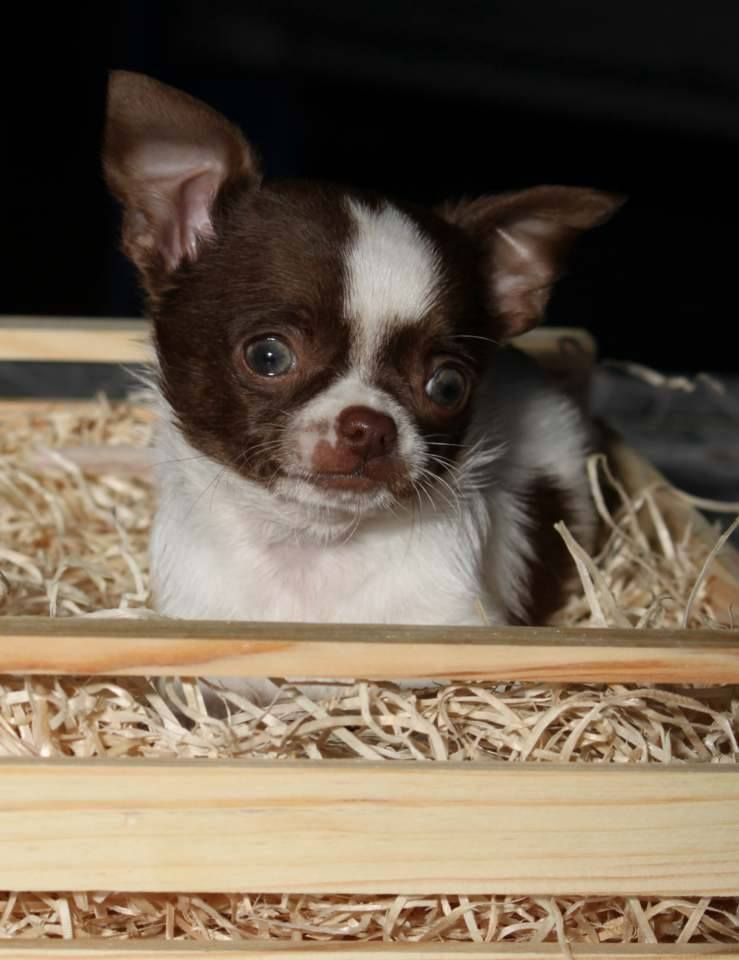 au Royaume Des Minis Stars - Chihuahua - Portée née le 28/10/2017