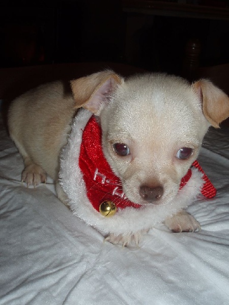au Royaume Des Minis Stars - Chihuahua - Portée née le 02/11/2015