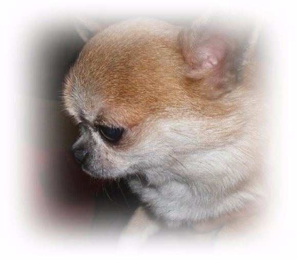 au Royaume Des Minis Stars - Chihuahua - Portée née le 19/06/2015