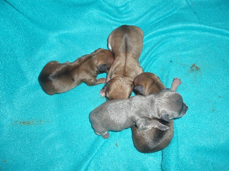 au Royaume Des Minis Stars - Chihuahua - Portée née le 20/10/2011