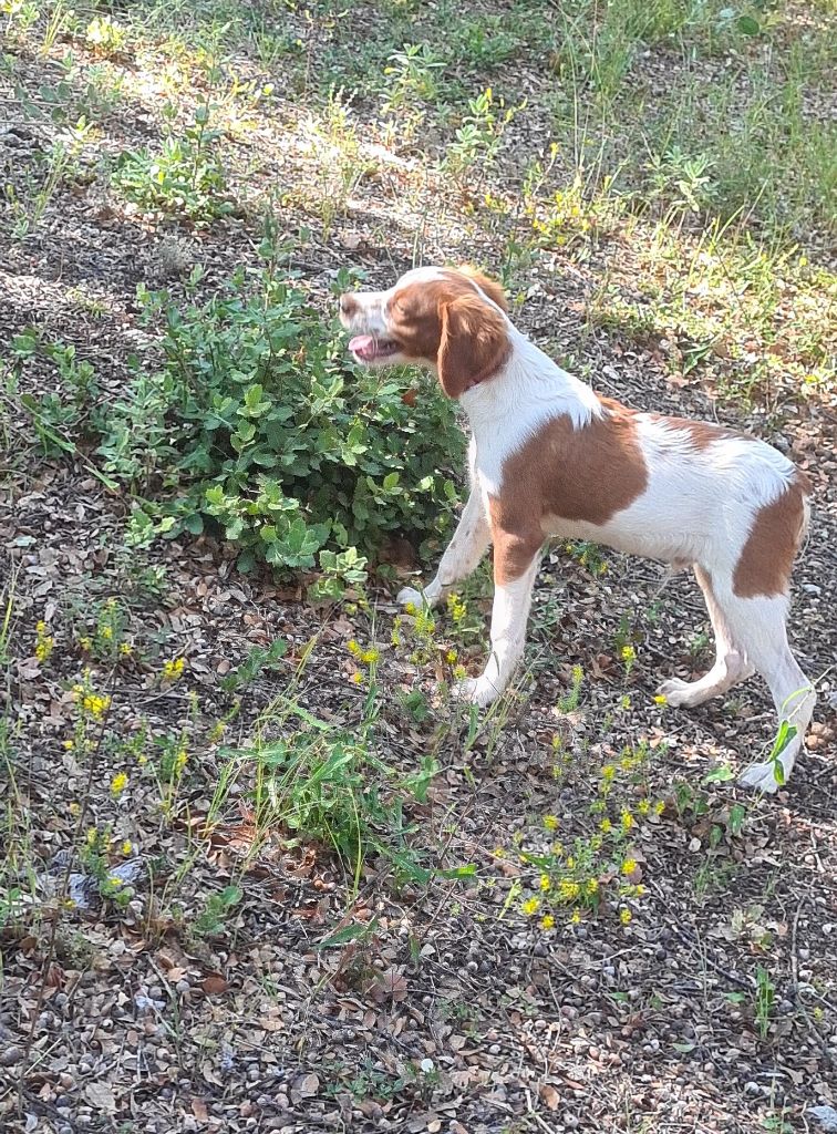 chiot Epagneul Breton au Royaume Des Minis Stars