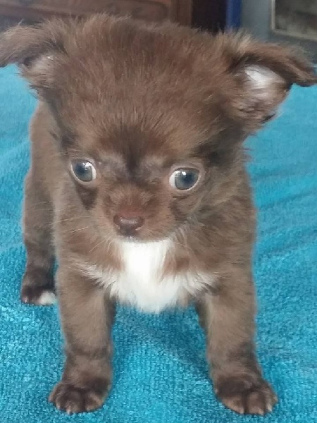 au Royaume Des Minis Stars - Chihuahua - Portée née le 16/08/2016