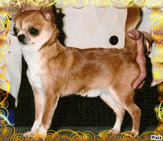 CH. hi-c Little rascal-s