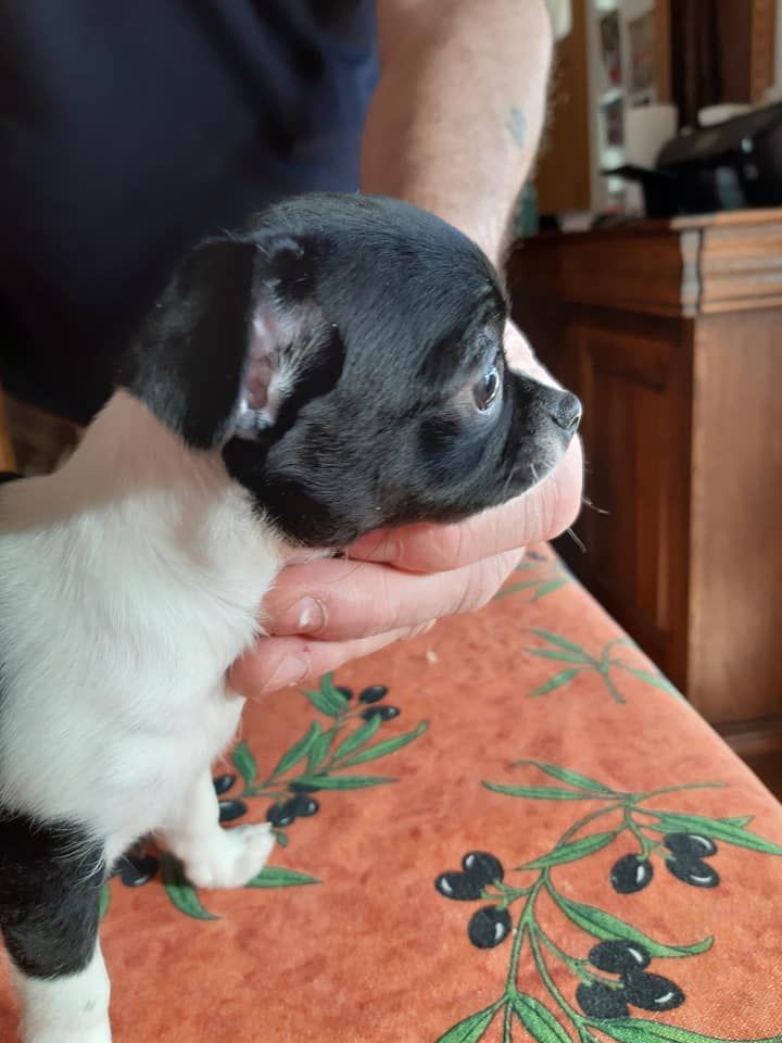 Chiot Chihuahua au Royaume Des Minis Stars