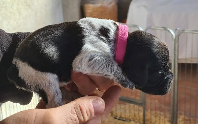 CHIOT 7