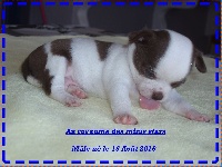 CHIOT